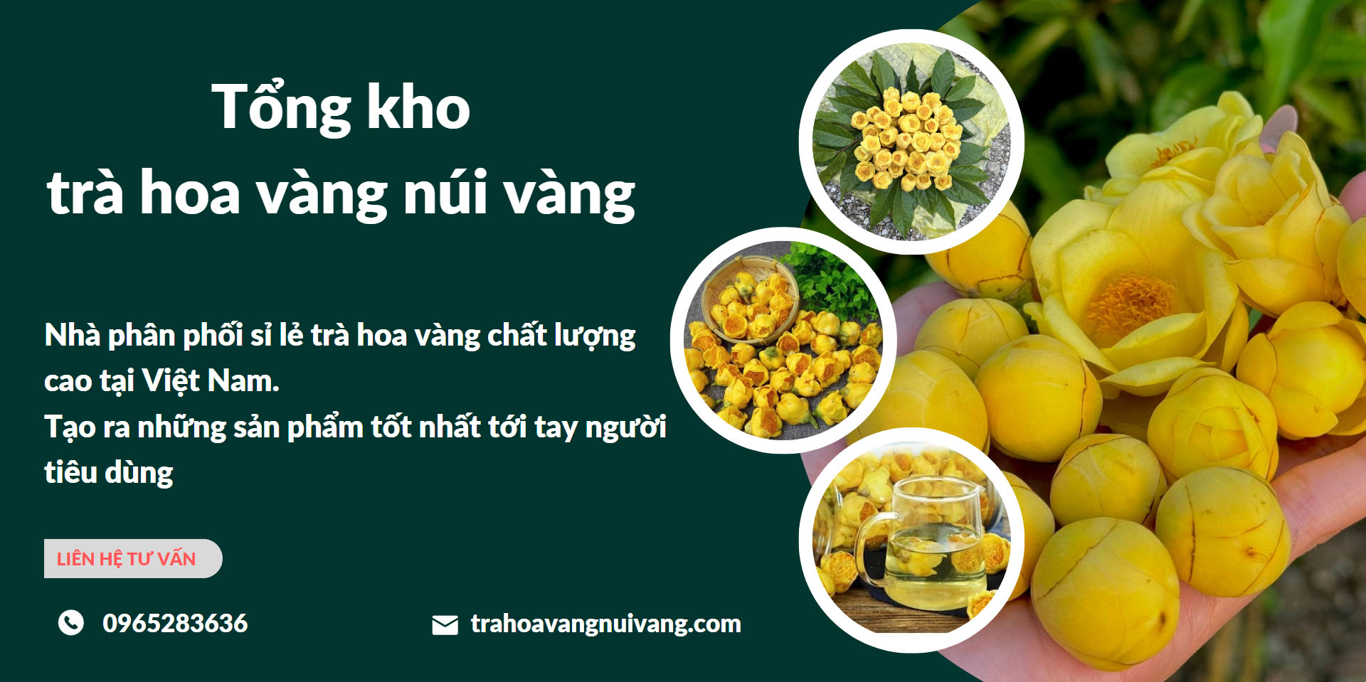 Trà Hoa Vàng Núi Vàng